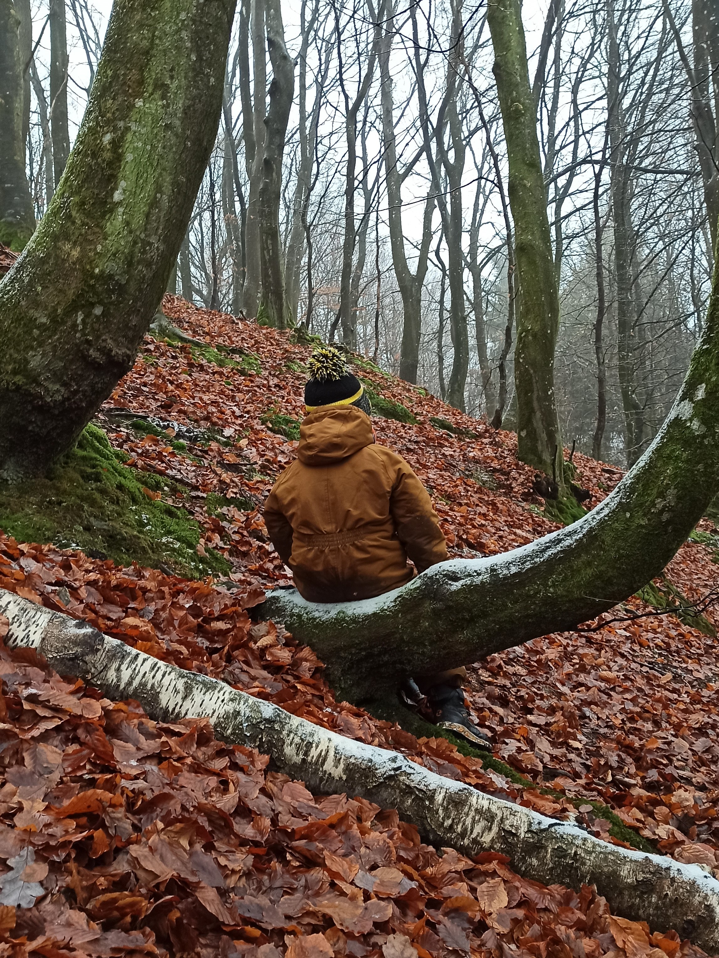 Boy sitting in tree facing away into the forest