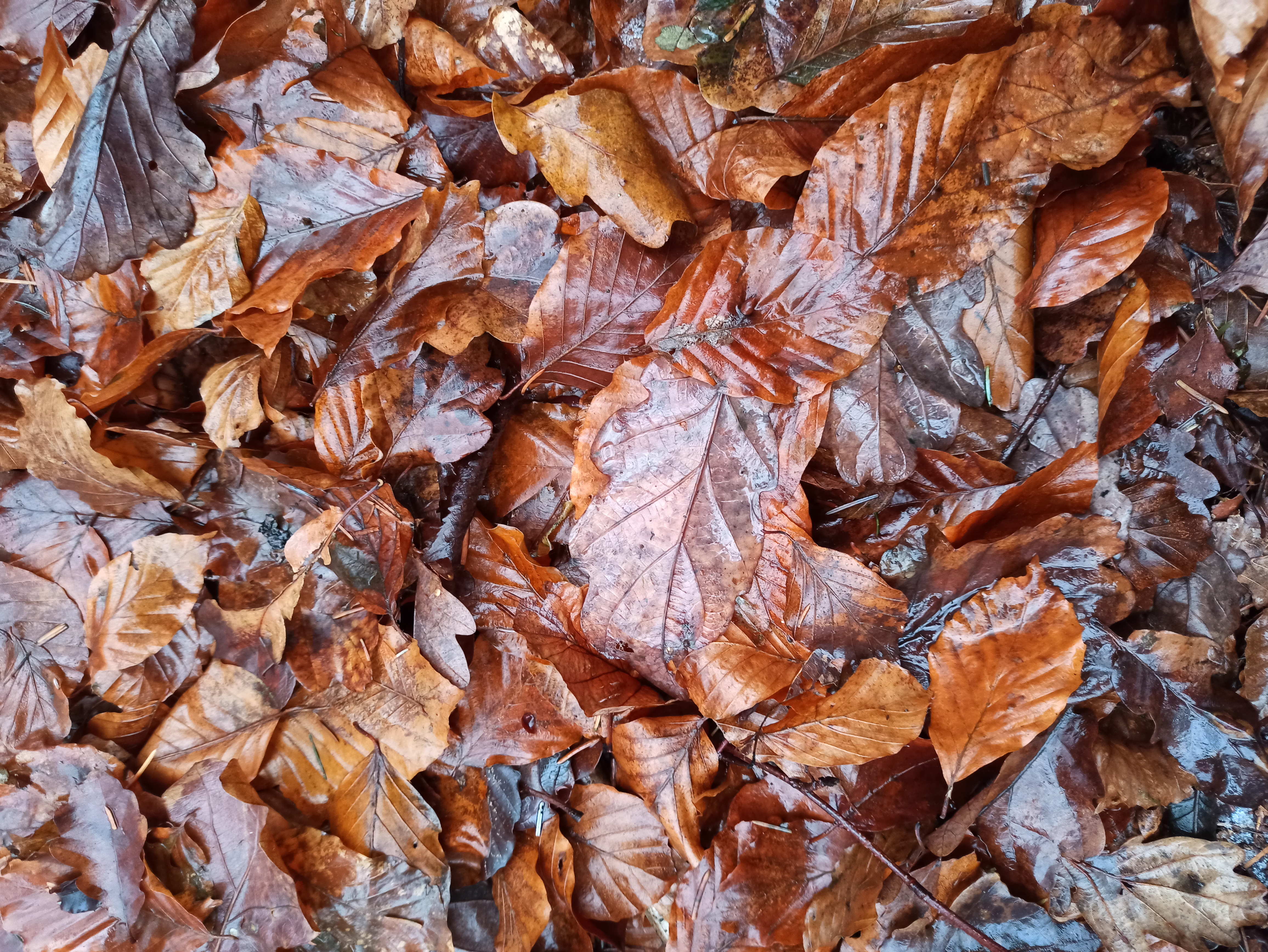 Close up of autumnal leaves