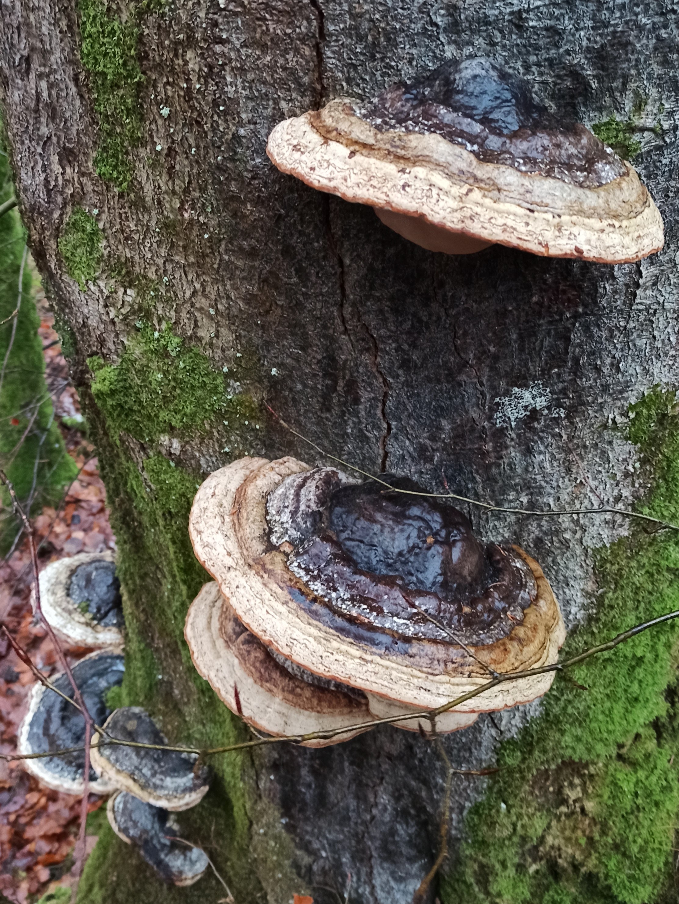 Close up of large mushrooms