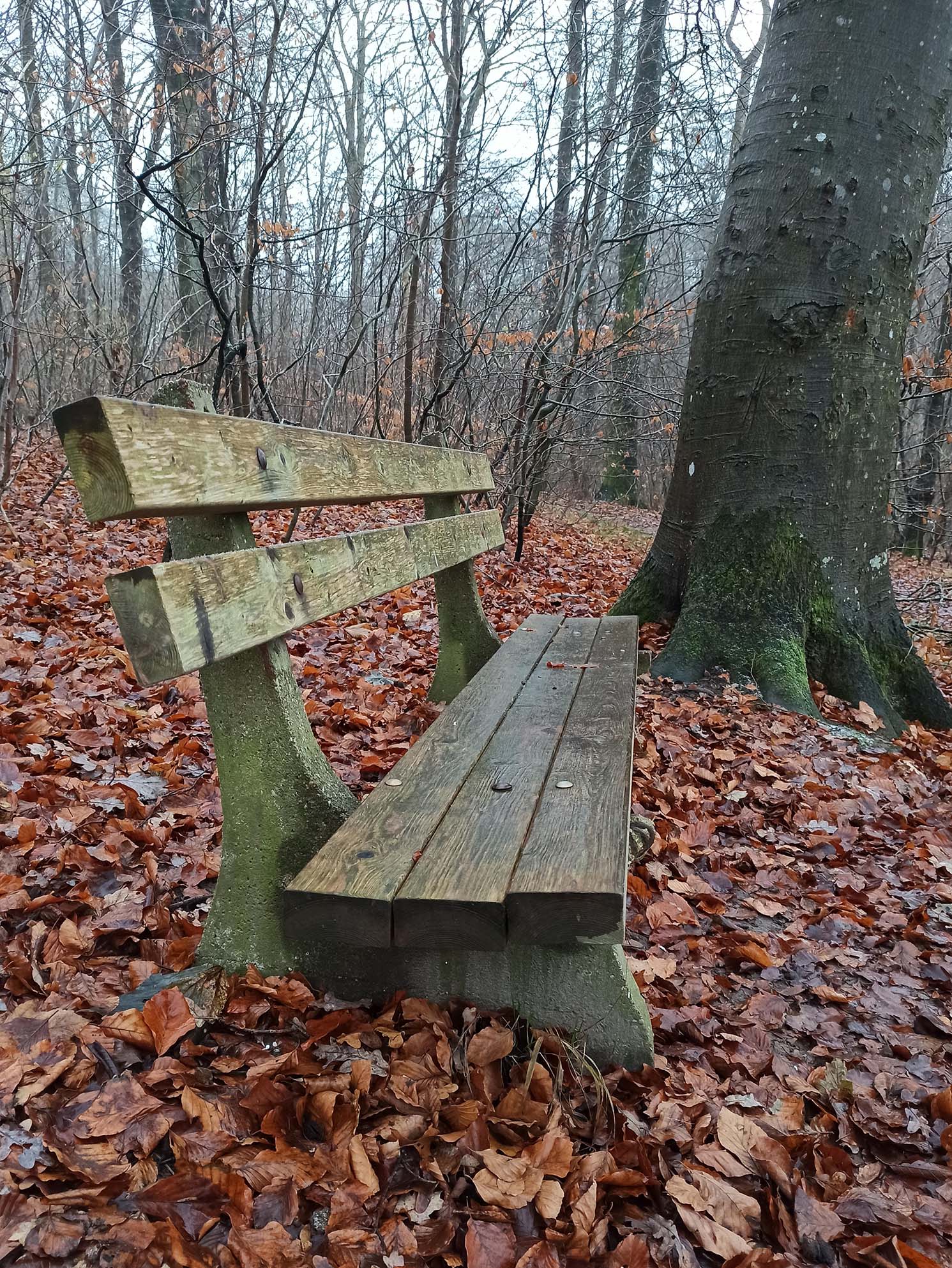 Bench in the forest
