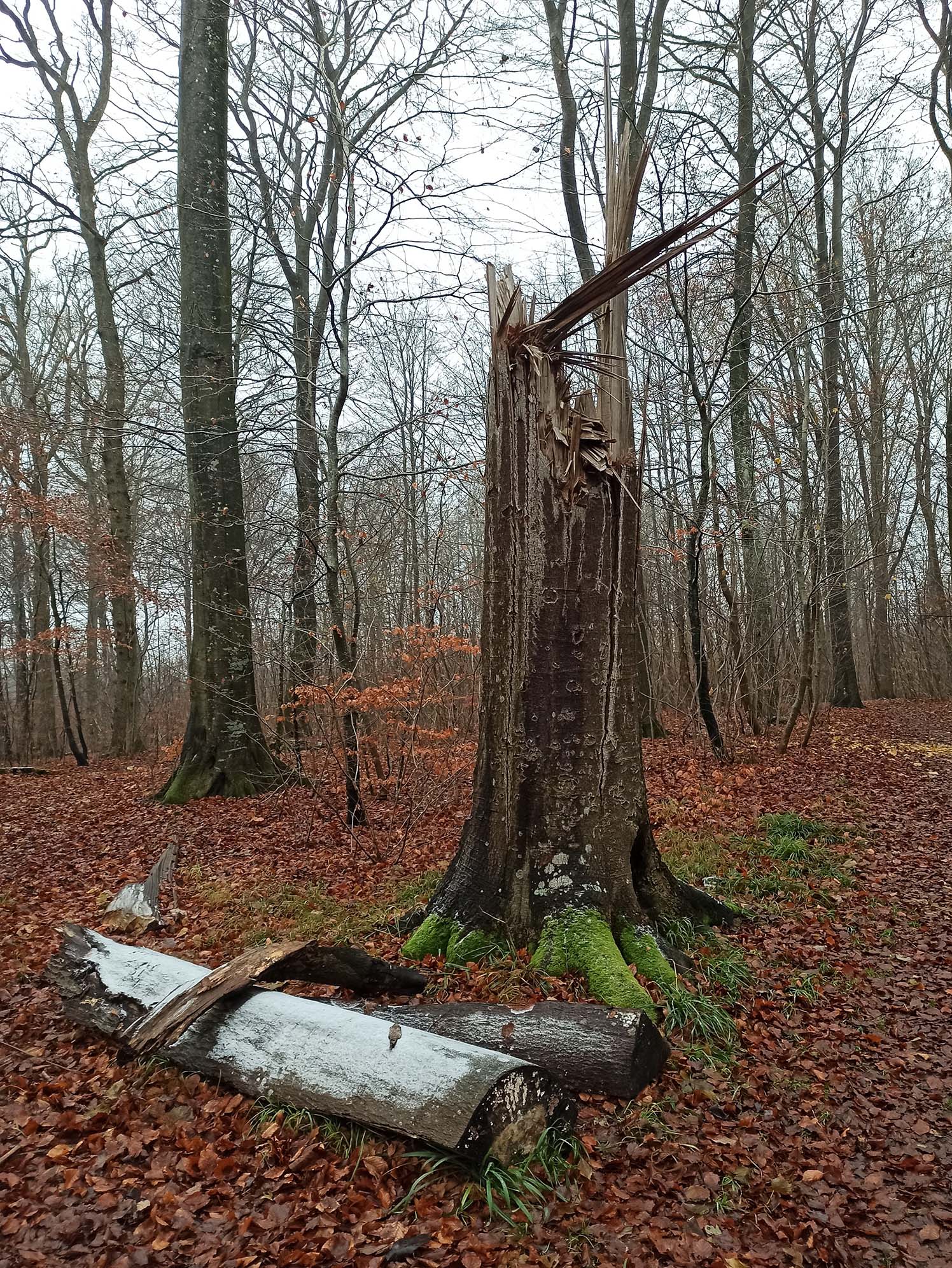 Remains of fallen tree