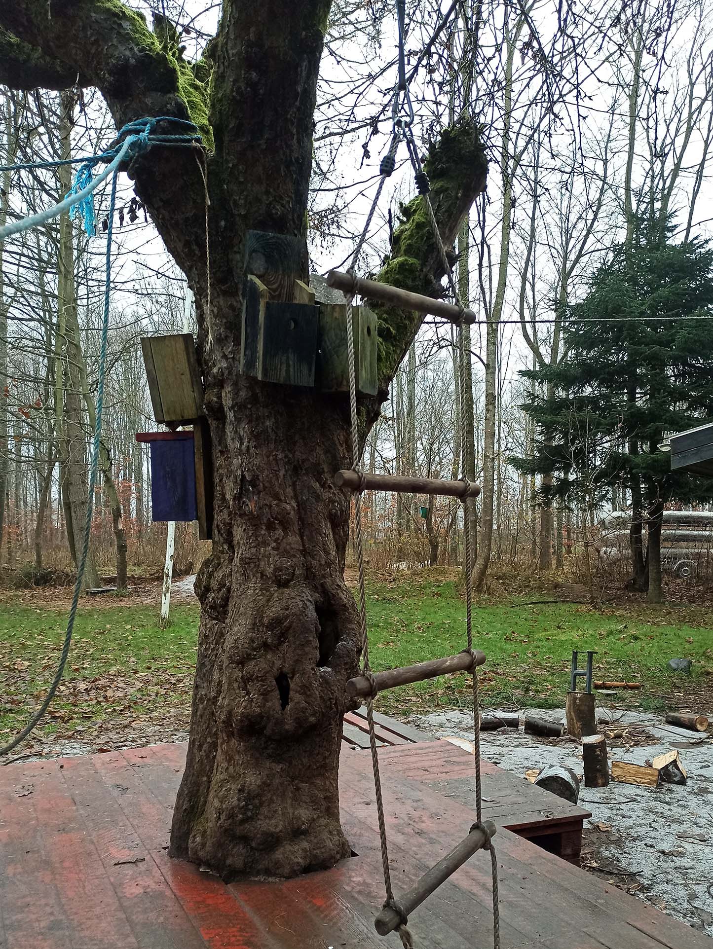 Tree with rope ladder