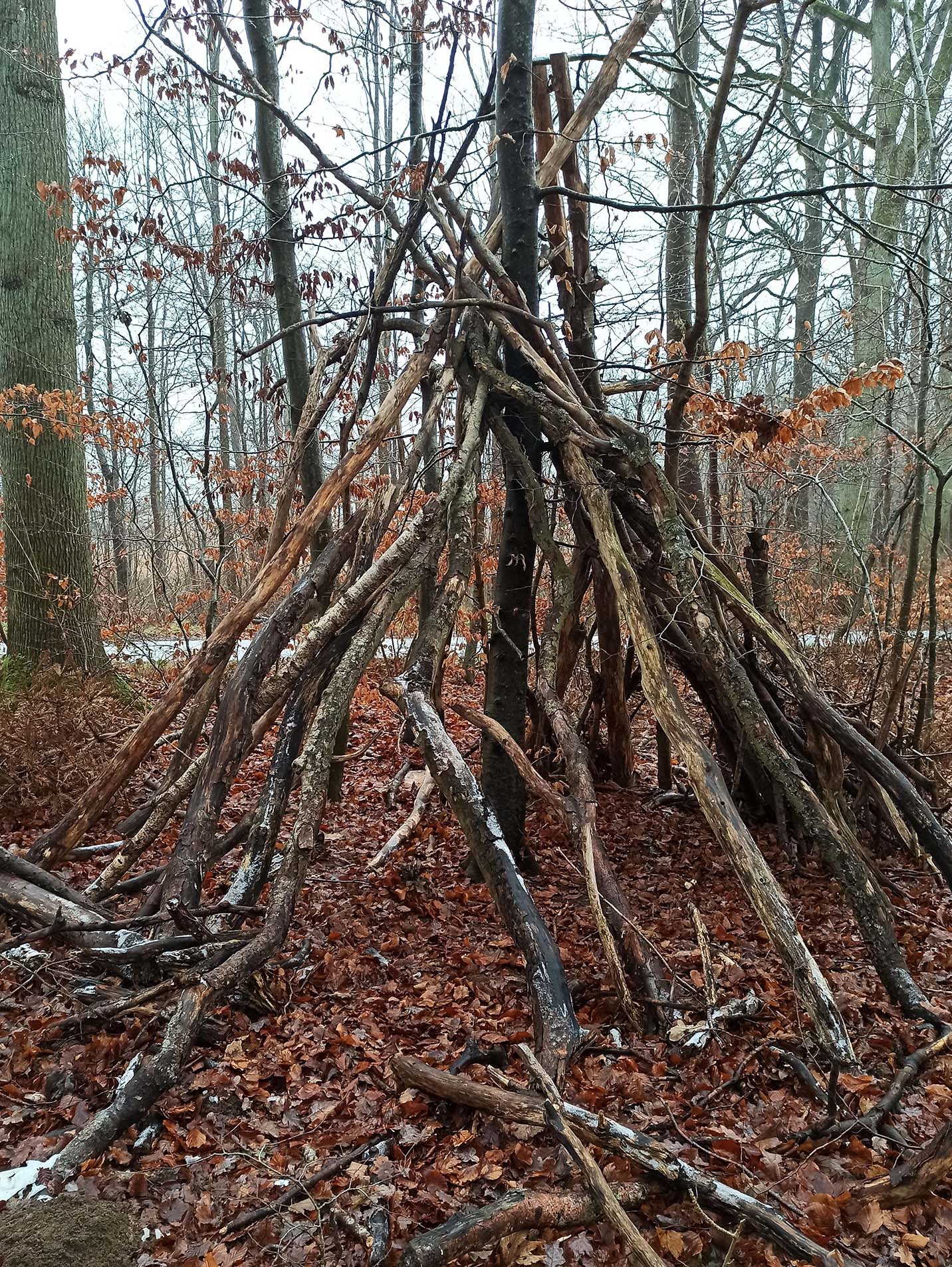 Den made of tree branches leaning up against a tree